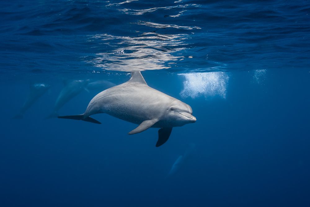 Curious Dolphin art print by Barathieu Gabriel for $57.95 CAD