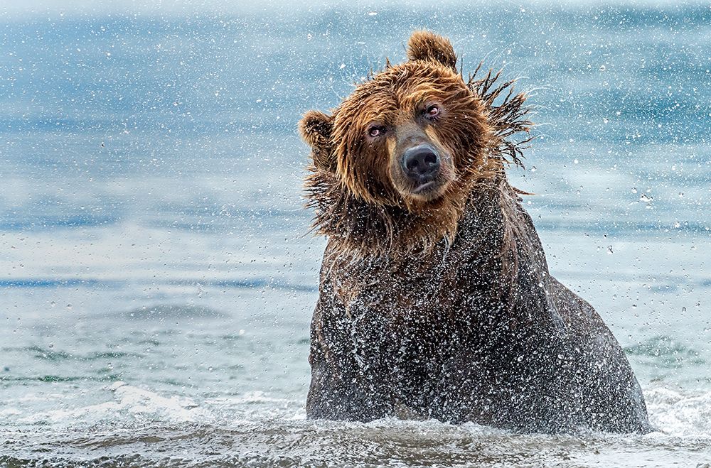 Shaking - Kamchatka-Russia art print by Giuseppe Damico for $57.95 CAD