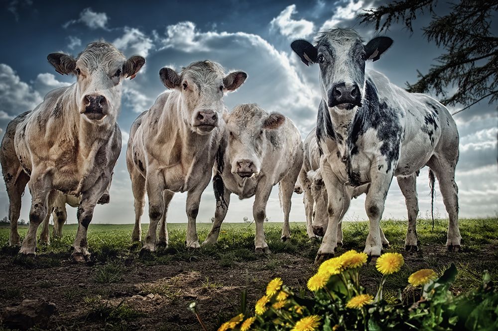 Then I Told Them About Spain art print by Piet Flour for $57.95 CAD