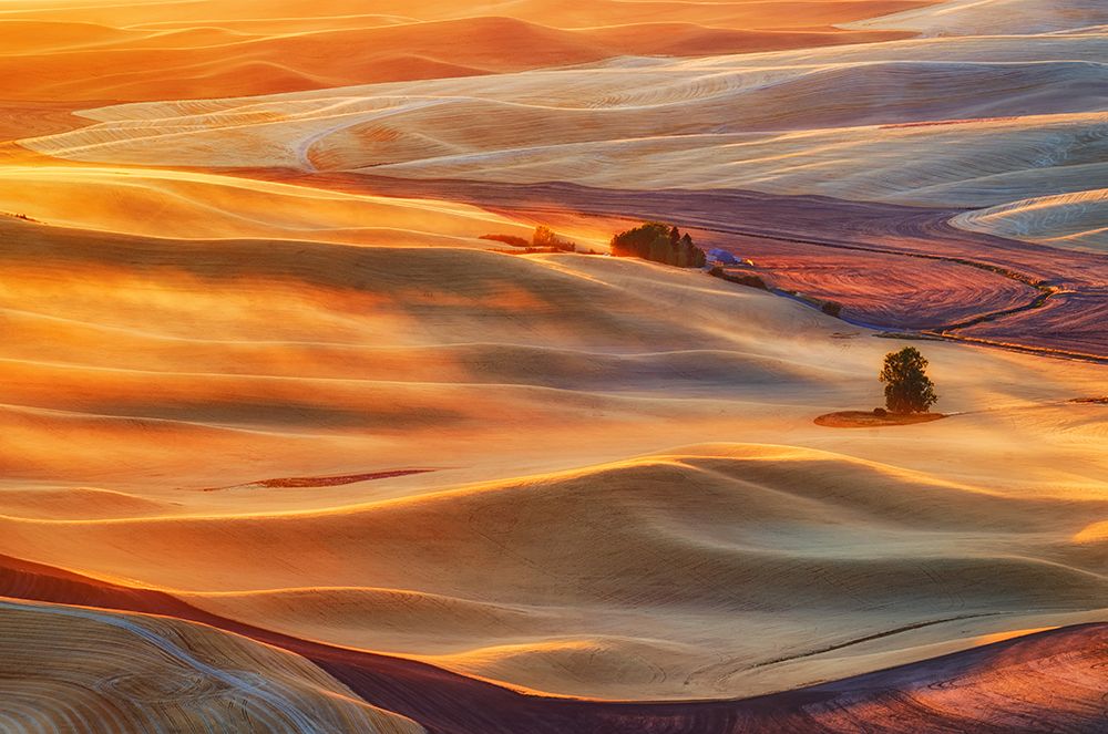 Golden Palouse art print by Lydia Jacobs for $57.95 CAD