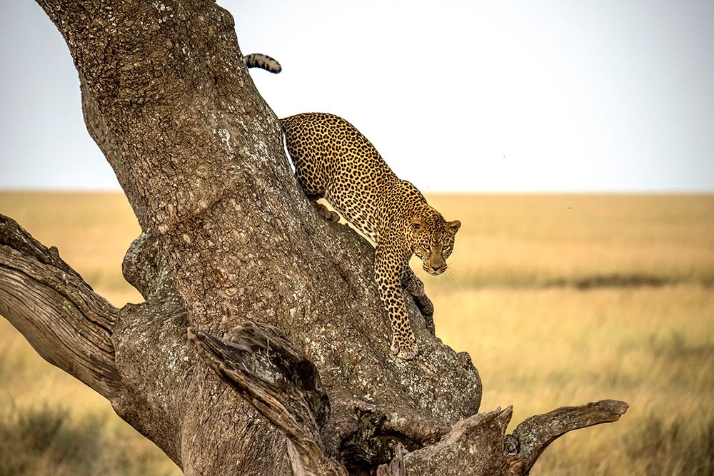 Leopard - Serengheti, Tanzania art print by Giuseppe DAmico for $57.95 CAD