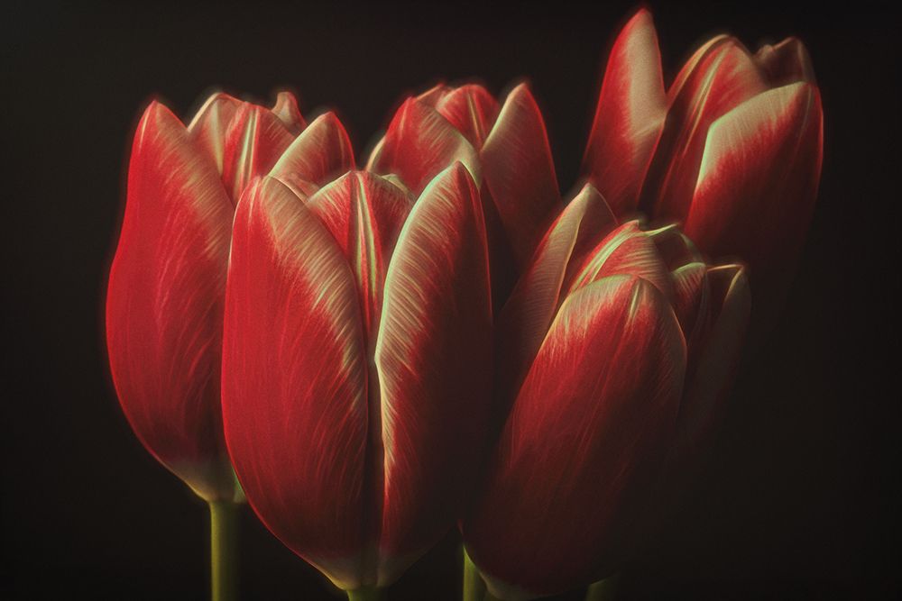 Flowers art print by Naoya Nakagawa for $57.95 CAD