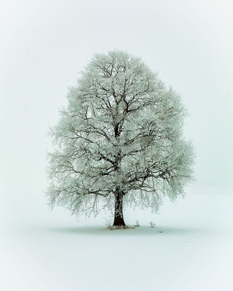 Nimloth art print by Heinz Hieke for $57.95 CAD