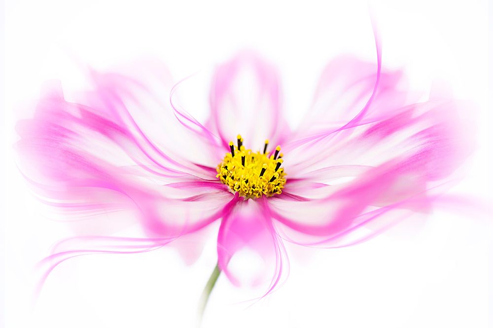 Breeze art print by Jacky Parker for $57.95 CAD