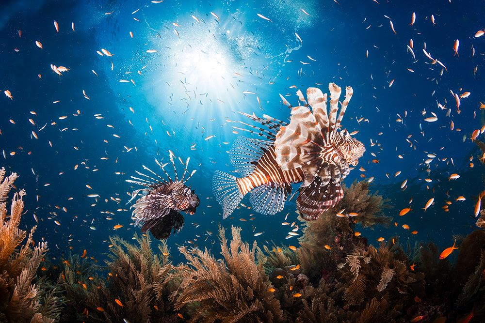 Lionfish art print by Barathieu Gabriel for $57.95 CAD