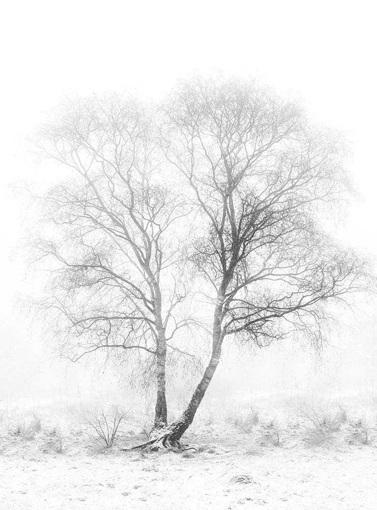 Early in the morning art print by Greetje van Son for $57.95 CAD