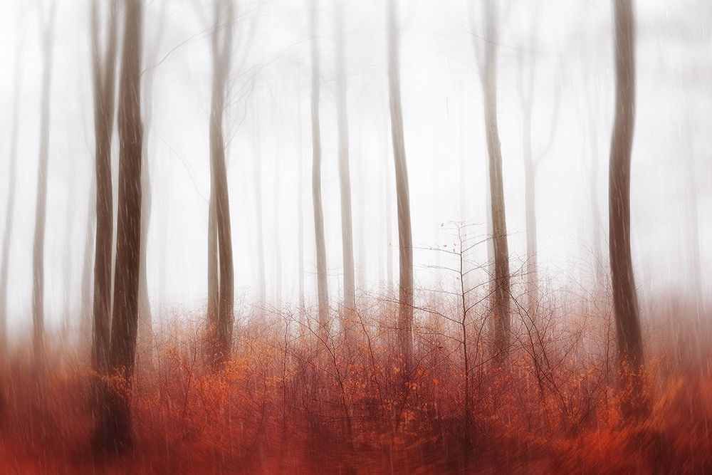Endless Woods art print by Gustav Davidsson for $57.95 CAD