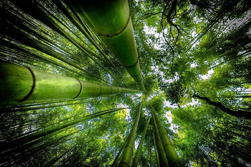 Arashiyama art print by David Ros for $57.95 CAD