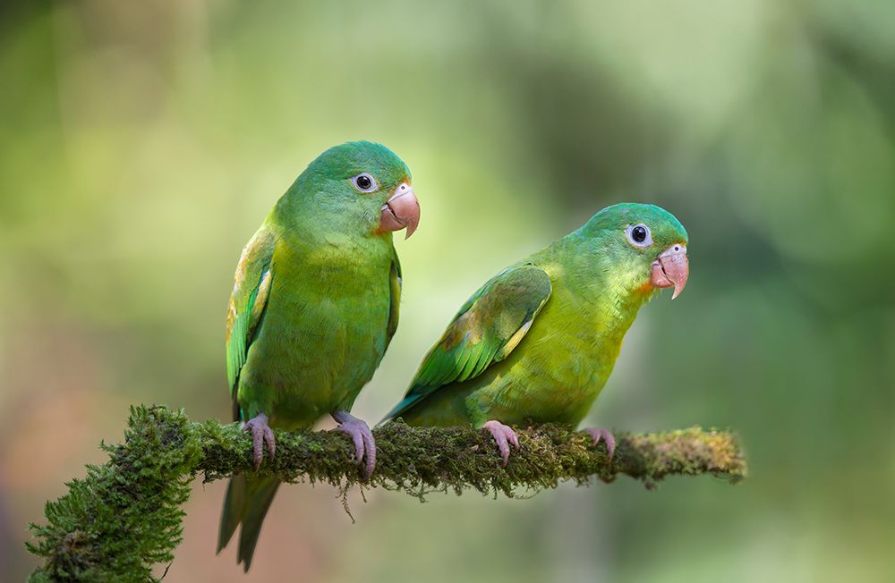 Pair o Parakeets art print by Greg Barsh for $57.95 CAD