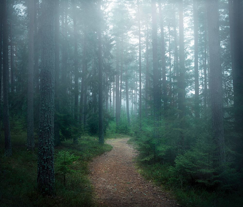 The forest of secrets art print by Christian Lindsten for $57.95 CAD