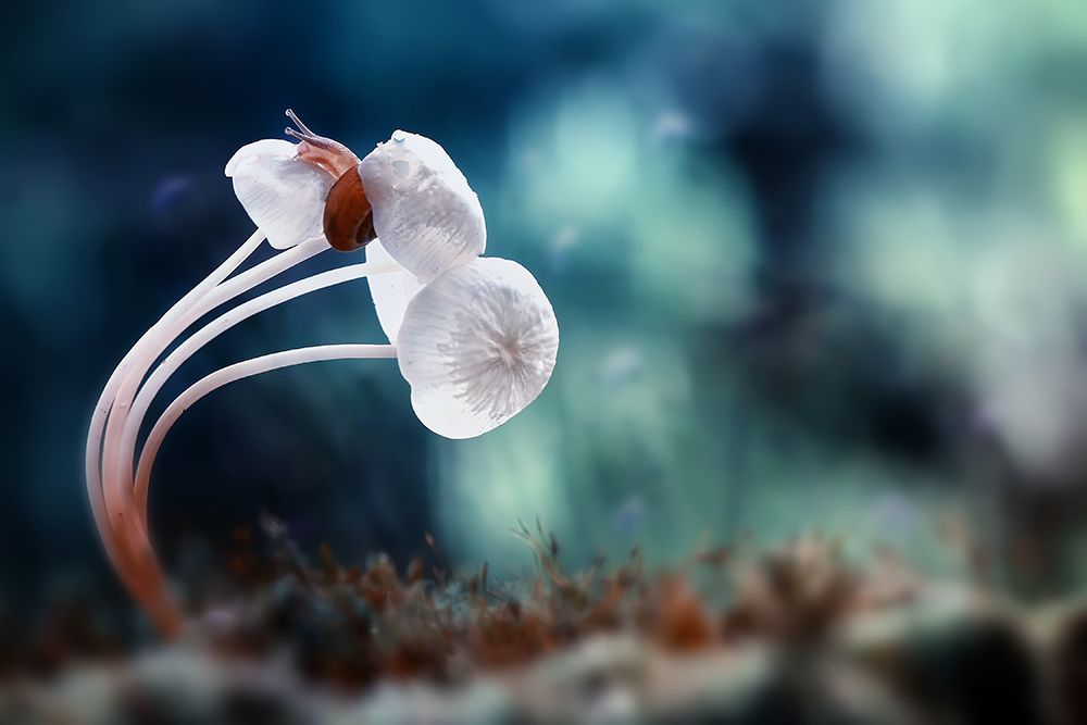 Snail And Mushrooms art print by Dede Almustaqim for $57.95 CAD