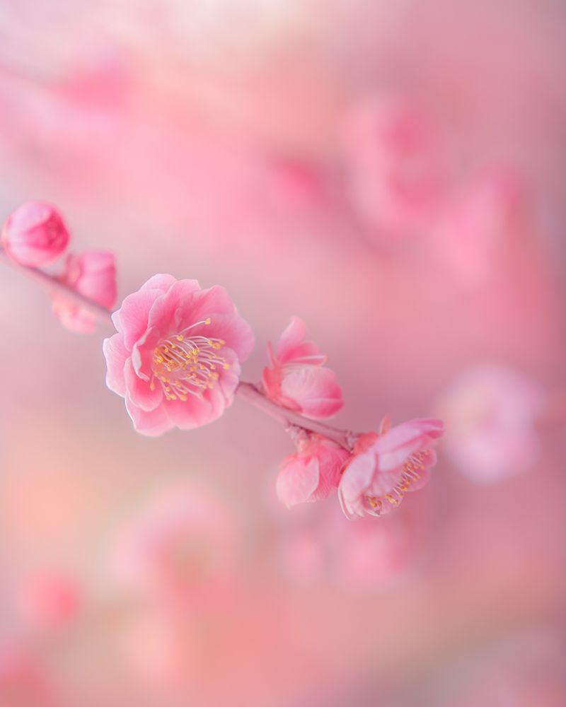 Untitled art print by Miyako Koumura for $57.95 CAD