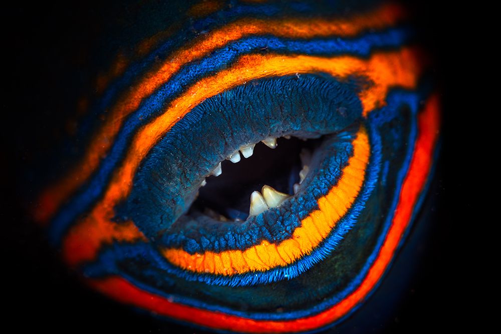 Orange-Lined Triggerfish art print by Barathieu Gabriel for $57.95 CAD