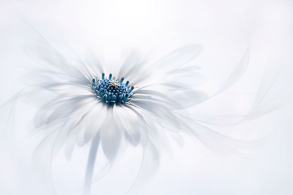 Serenity art print by Jacky Parker for $57.95 CAD