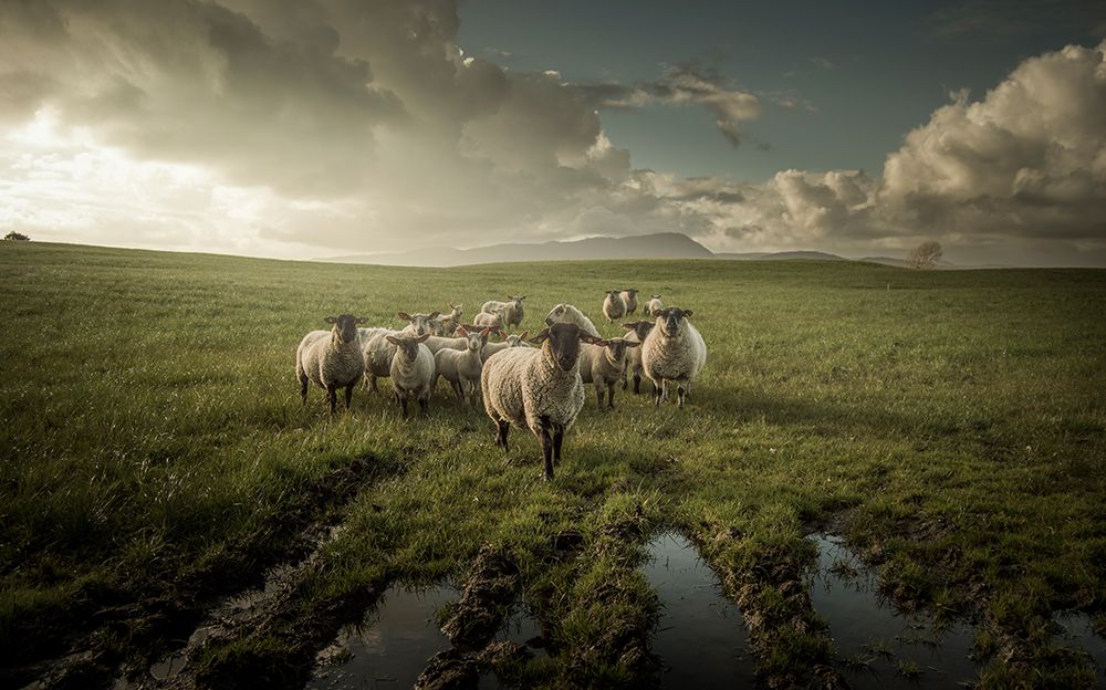 Sheep art print by David Ahern for $57.95 CAD