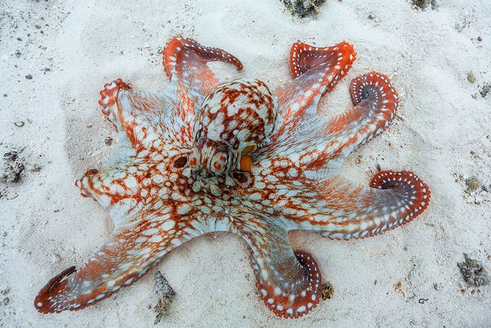 Octopus art print by Barathieu Gabriel for $57.95 CAD