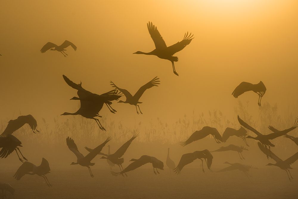 Sunrise With Cranes art print by Ronen Rosenblatt for $57.95 CAD
