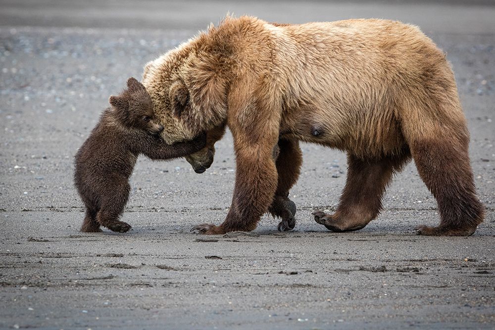 A Little Bear Hug art print by Renee Doyle for $57.95 CAD