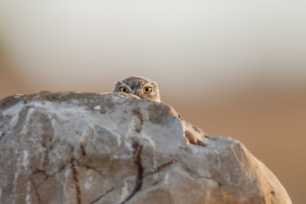 Little Owl art print by Valerio Ferraro for $57.95 CAD