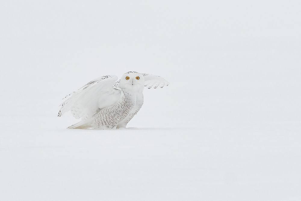 White Ghost art print by Jim Luo for $57.95 CAD
