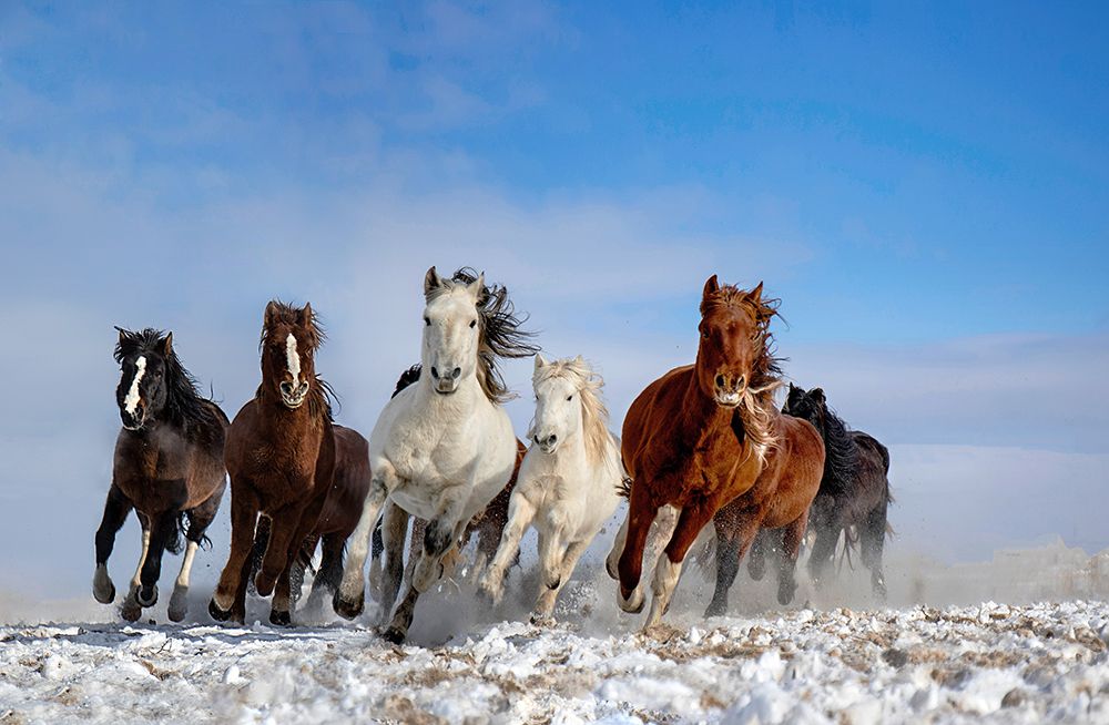 Mongolia Horses art print by Libby Zhang for $57.95 CAD