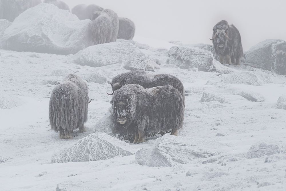 Muskox art print by Roberto Marchegiani for $57.95 CAD