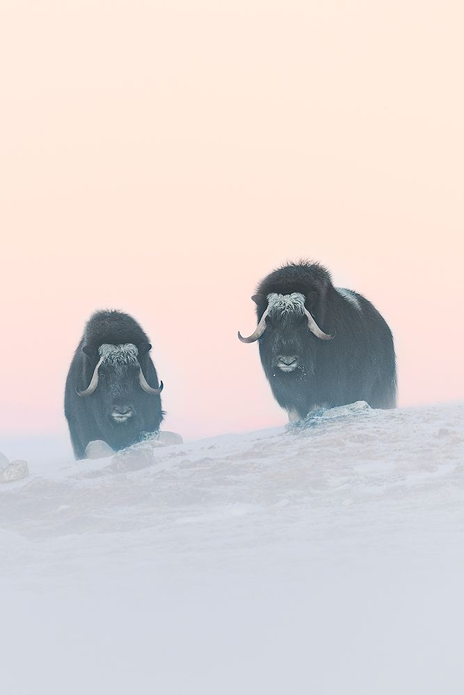 Muskox art print by Roberto Marchegiani for $57.95 CAD
