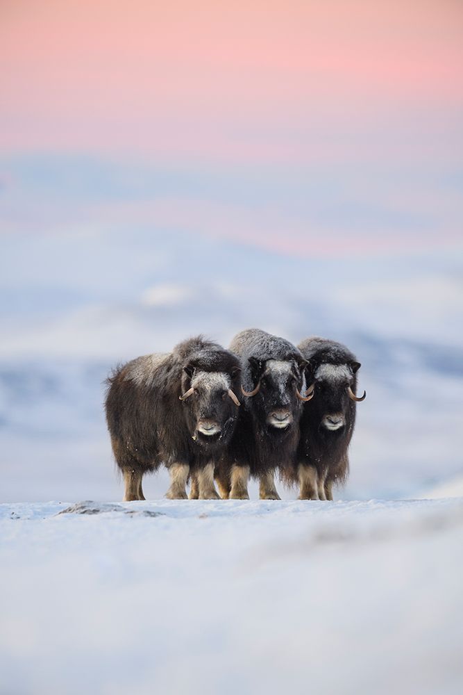 Muskox art print by Roberto Marchegiani for $57.95 CAD