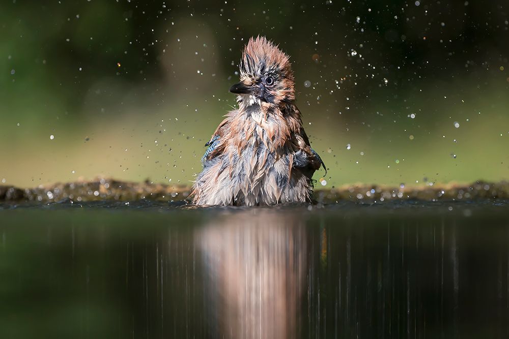 Showering art print by Phillip Chang for $57.95 CAD