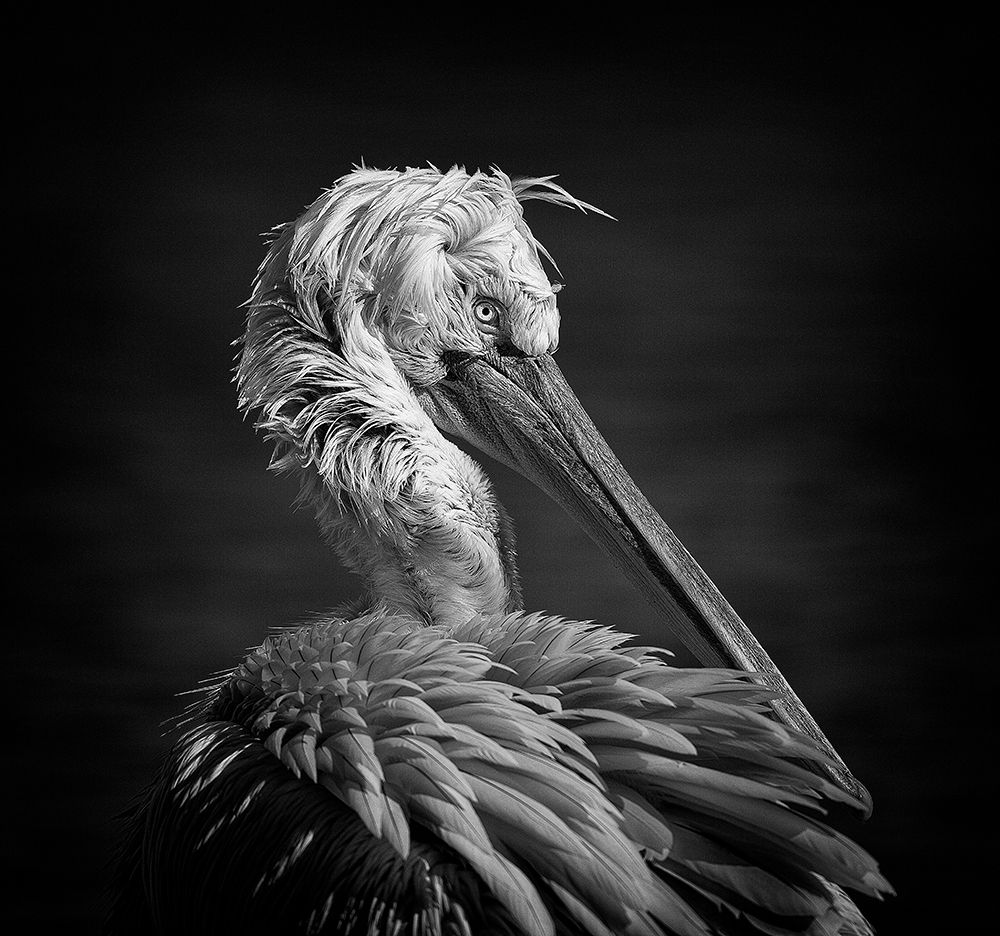 Pelican art print by C.S. Tjandra for $57.95 CAD