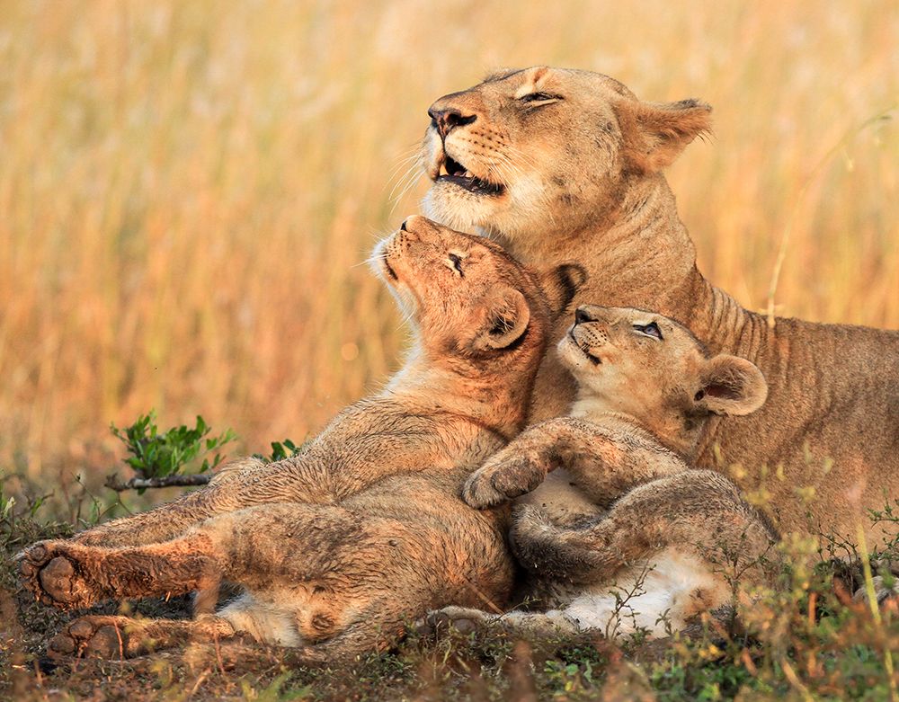 Mothers Love art print by Jaco Marx for $57.95 CAD