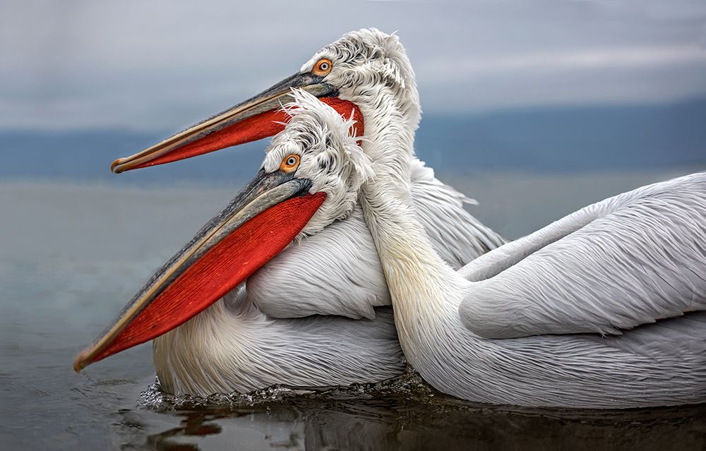 Dalmatian Pelicans art print by Xavier Ortega for $57.95 CAD