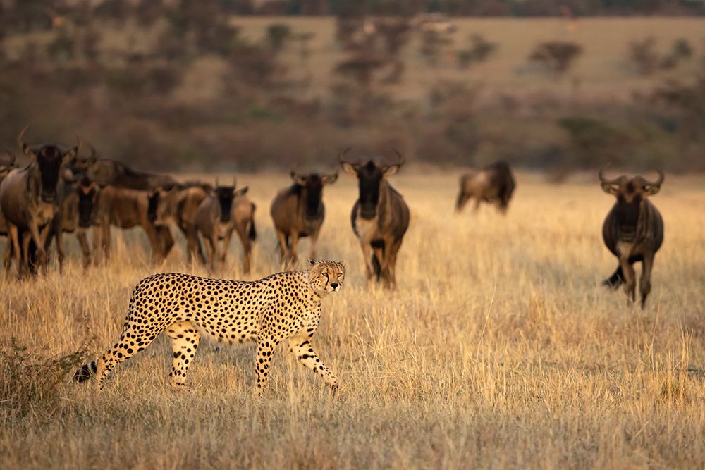 On The Hunt art print by Renee Doyle for $57.95 CAD