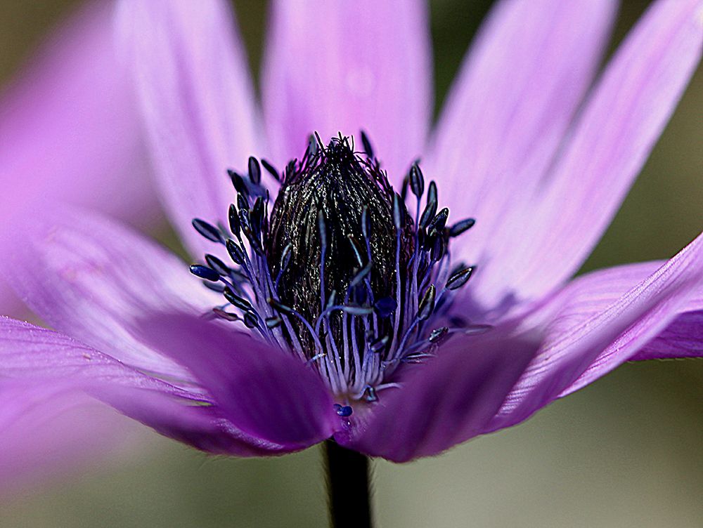 Violet Wild Flower art print by Renata.Ivanovic for $57.95 CAD