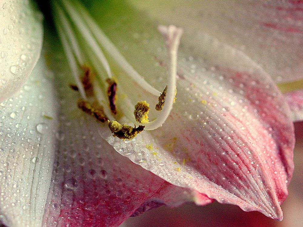 Amaryllis art print by Renata.Ivanovic for $57.95 CAD