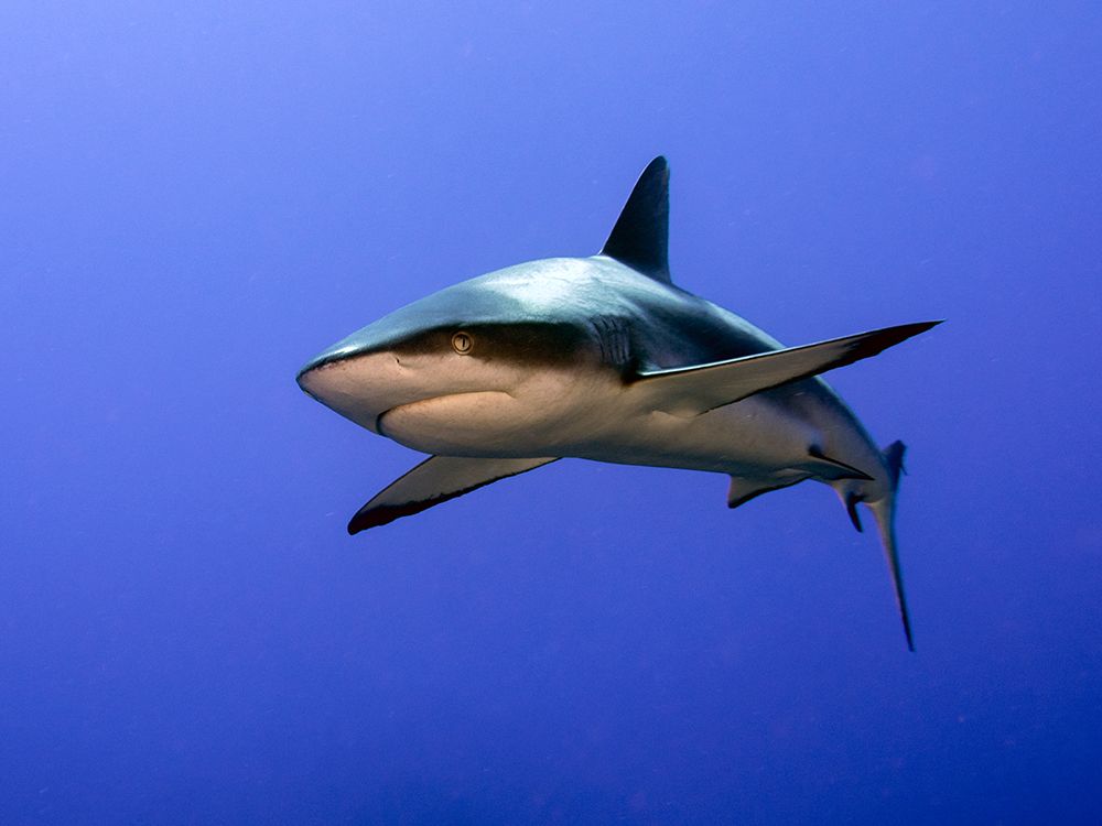Grey Reef Shark  (Carcharhinus amblyrhynchos) art print by Ilan Ben Tov for $57.95 CAD