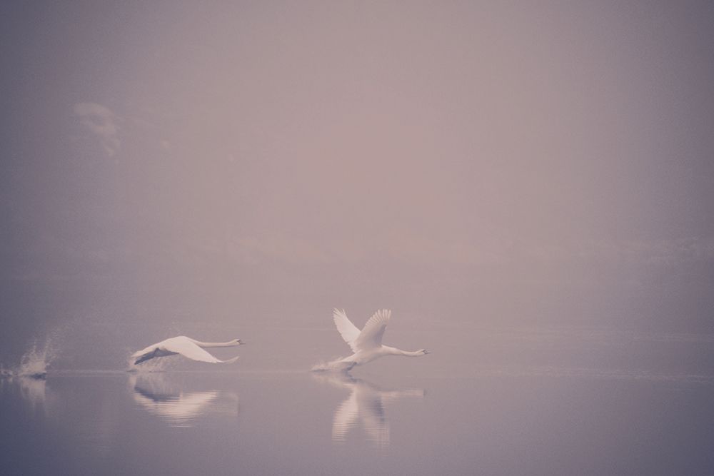 Foggy Takeoff art print by Jonas Dalheim for $57.95 CAD