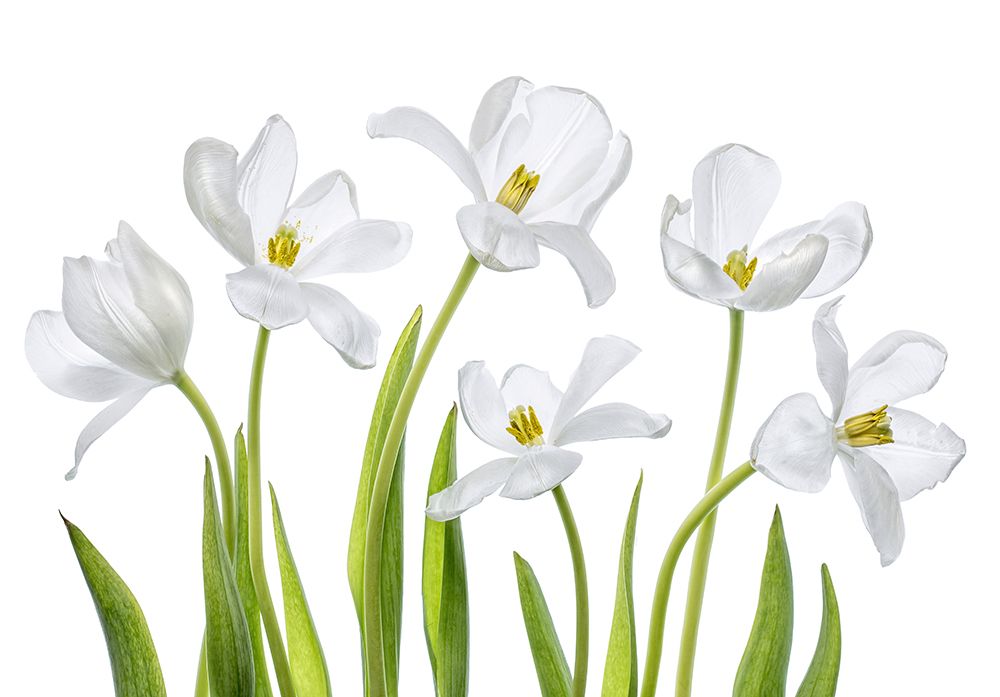 White Tulips art print by Mandy Disher for $57.95 CAD