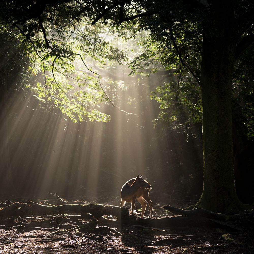 Light Curtain art print by Yoshinori Matsui for $57.95 CAD