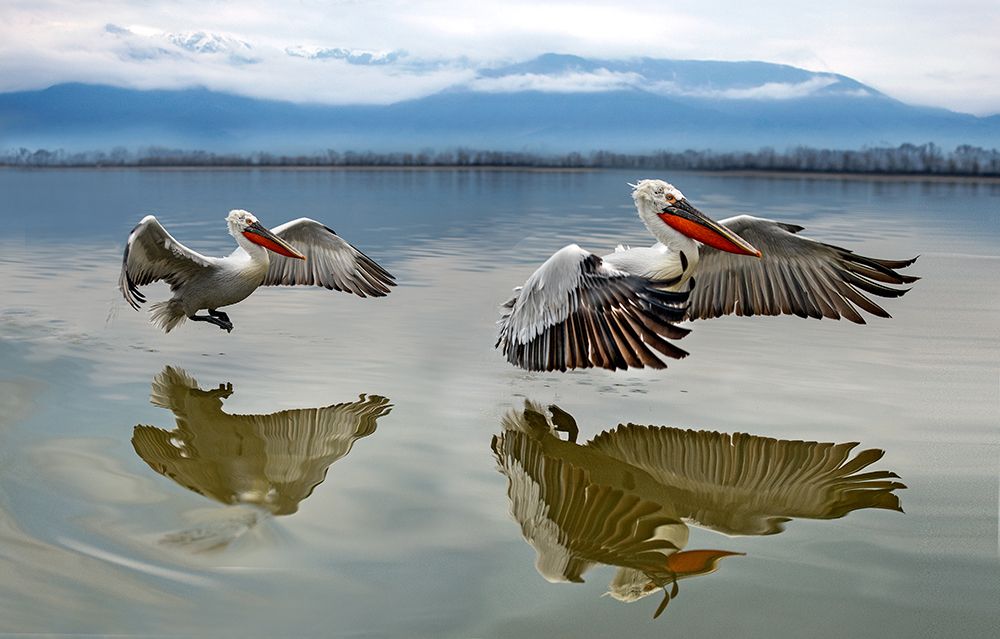 Pelicans flying art print by Xavier Ortega for $57.95 CAD