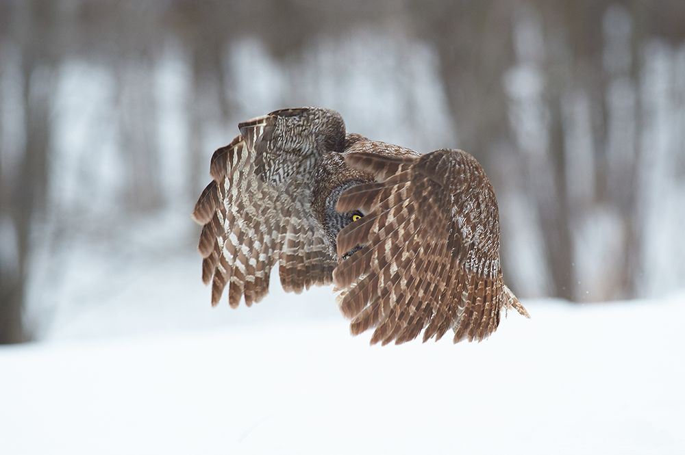 Great Grey Owl art print by Jim Luo for $57.95 CAD
