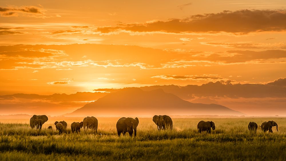 Golden Africa art print by John J. Chen for $57.95 CAD