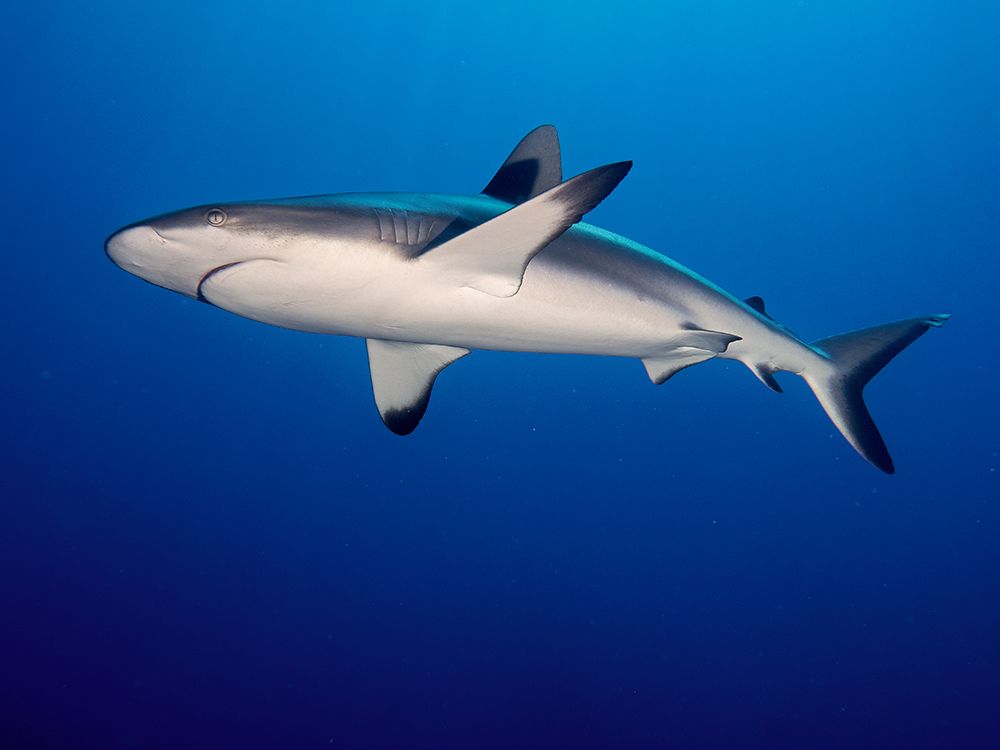 Grey Reef Shark (Carcharhinus Amblyrhynchos) art print by Ilan Ben Tov for $57.95 CAD