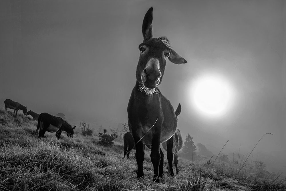 Friend art print by Alessandro Traverso for $57.95 CAD