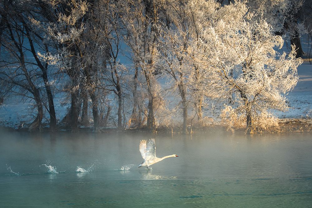 Spirit Of A Swan art print by C. Mei for $57.95 CAD