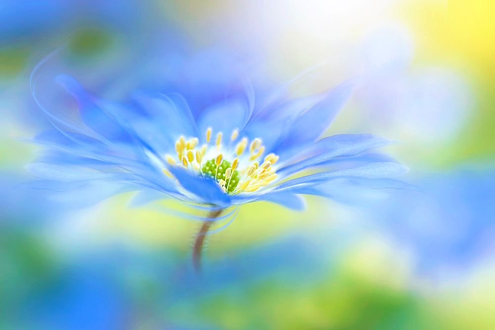Wind flower art print by Jacky Parker for $57.95 CAD
