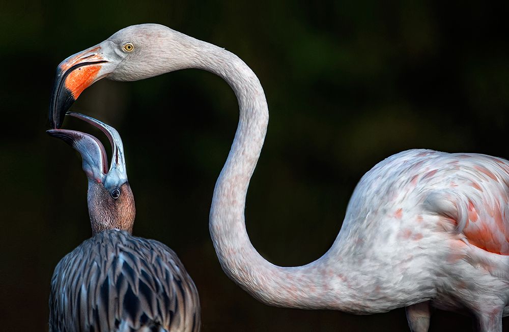 Mother flamingo with chick art print by Xavier Ortega for $57.95 CAD