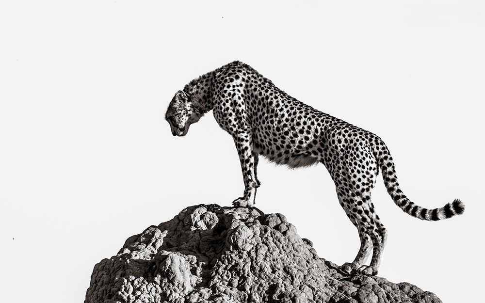 The Hunter art print by ali for $57.95 CAD