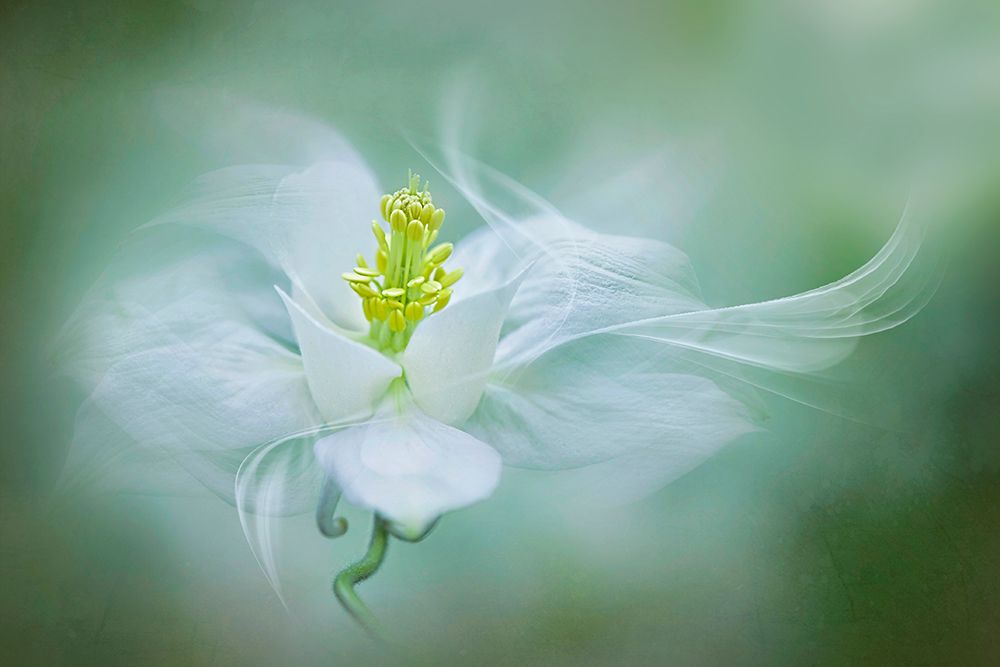 Mystical art print by Jacky Parker for $57.95 CAD