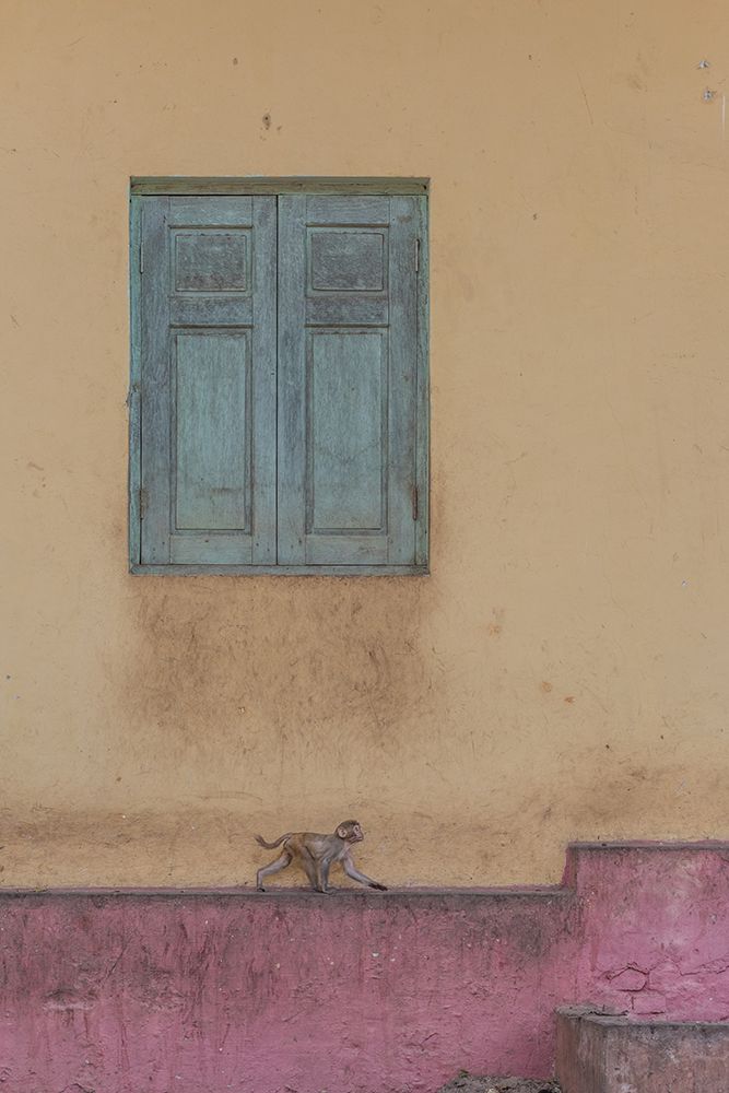 Monkey Stroll art print by Patrick Dessureault for $57.95 CAD